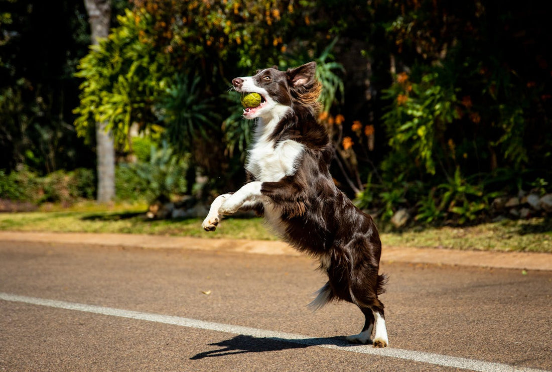 Microchip Pet Feeders Can Help Manage Special Diets