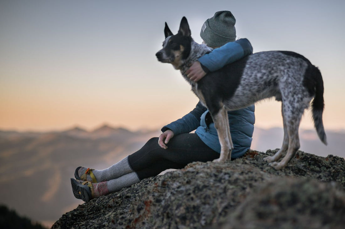 5 Signs Your Home Could Benefit from an Automatic Microchip Pet Feeder