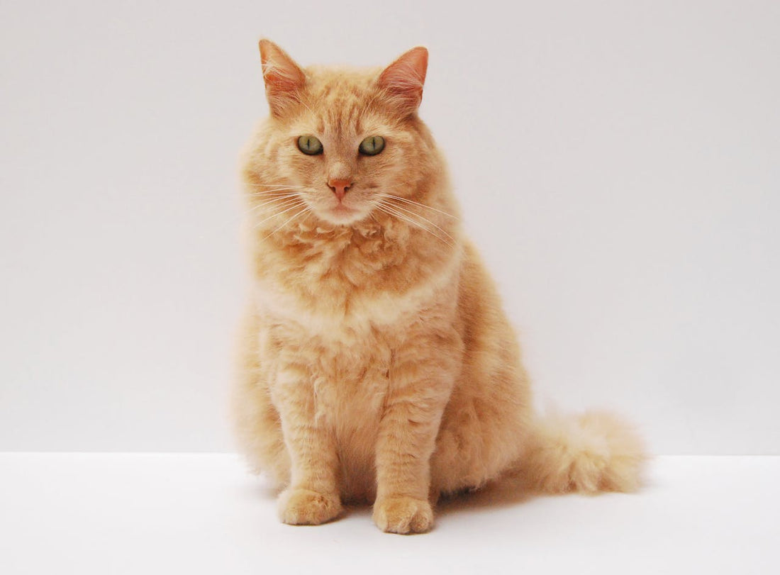 How to Ensure Your Pet Gets the Right Nutrition with a Smart Feeder
