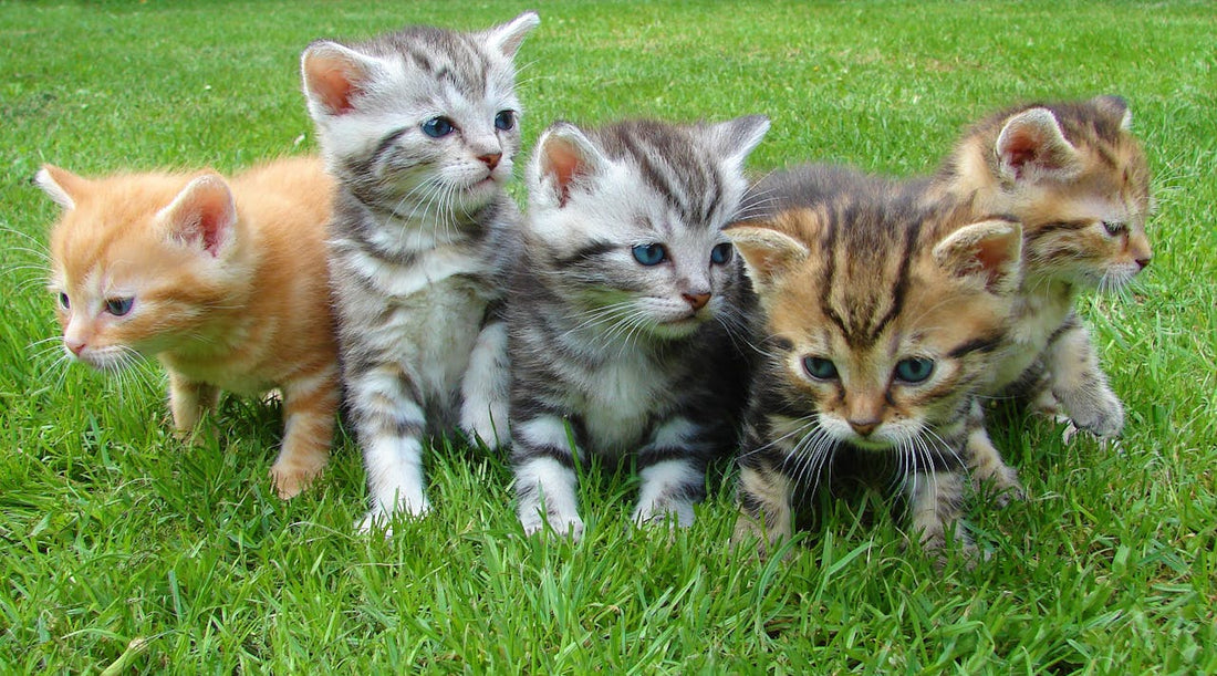 How to Feed Your Pets While You’re on Vacation with a Smart Feeder