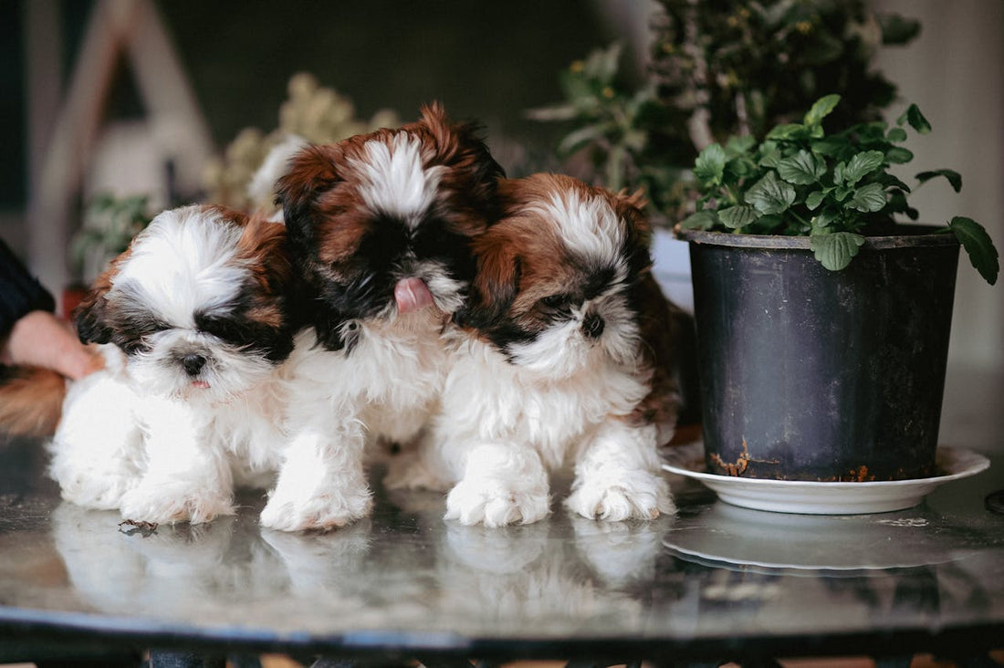 Is an Automatic Microchip Pet Feeder Worth It