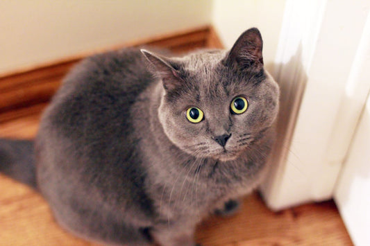 Cat Owner Should Invest in an Automatic Microchip Pet Feeder