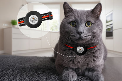 Gray cat wearing a black collar with a furbabyfeeder brand logo on the rfid tag , sitting on a carpeted floor.